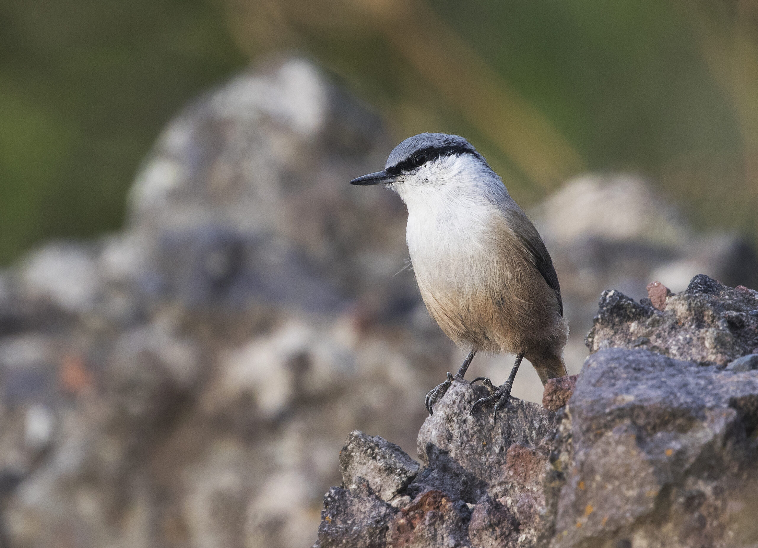Western Rock Nuthatch © Alexander Rukhaia (1)