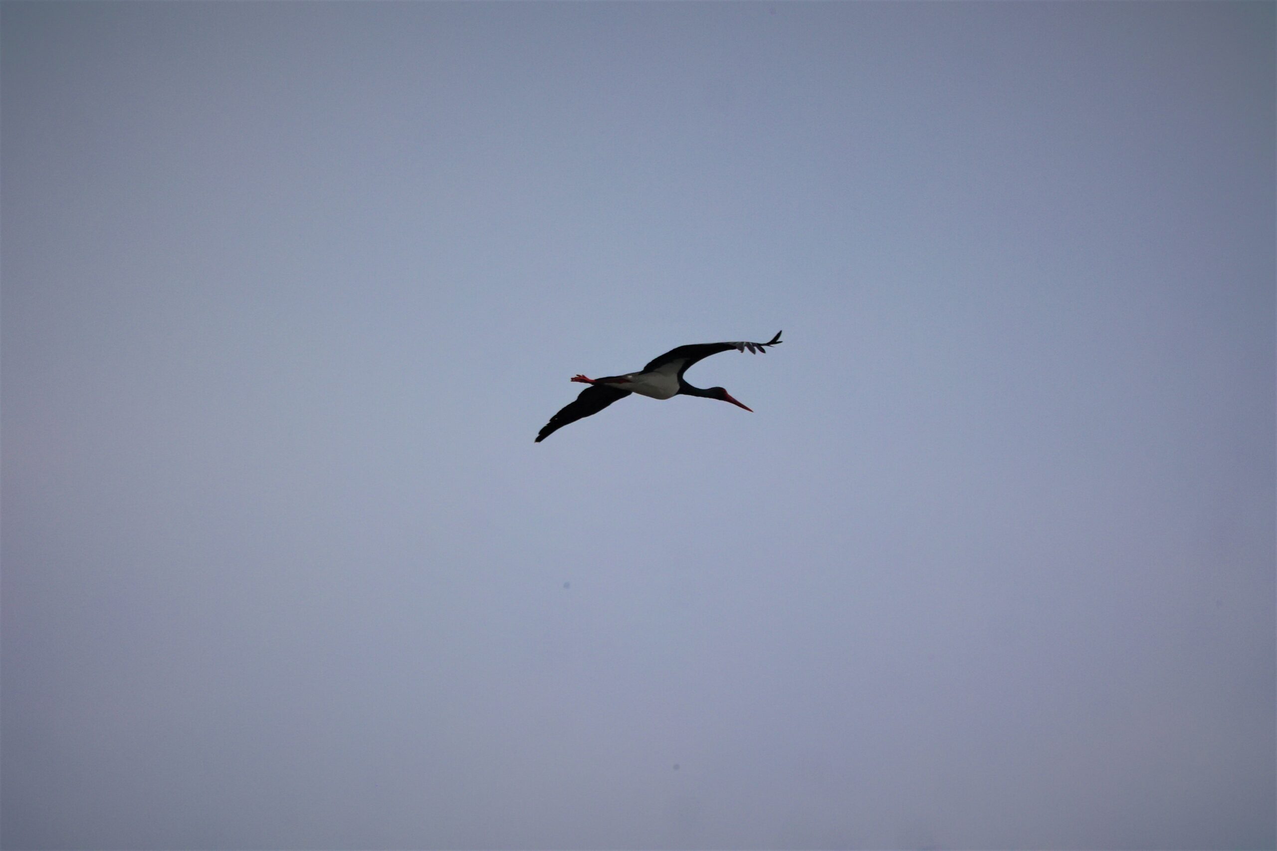 scwarzstorch